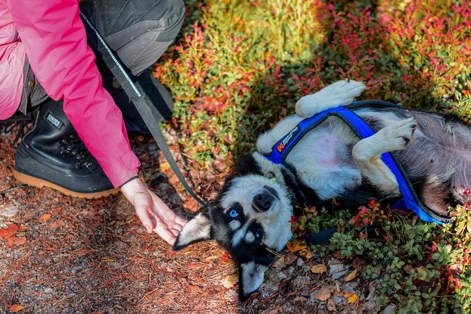 Rovaniemi: Drive Your Own Husky Team (Autumn) & BBQ - BBQ at the end: why the food timing is part of the value