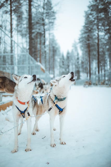 Rovaniemi: Early Winter Husky Sled Ride - Key Highlights You’ll Care About