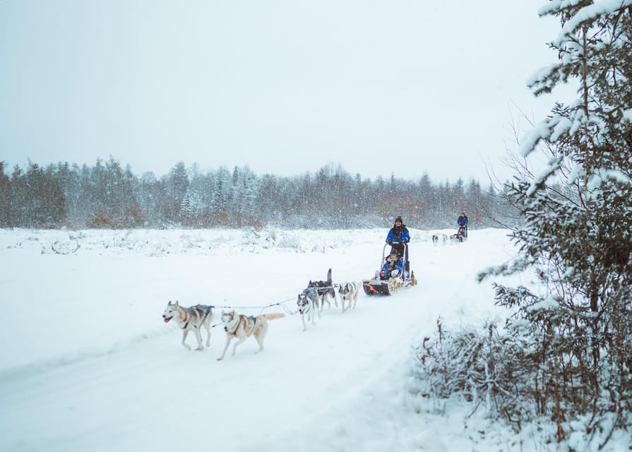 Rovaniemi: Early Winter Husky Sled Ride - Meeting the Huskies: Petting Time That Actually Matters