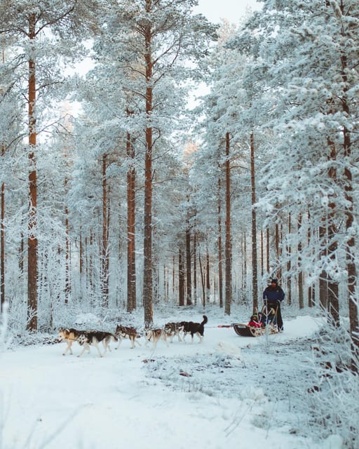 Rovaniemi: Early Winter Husky Sled Ride - What the Guide Adds: Stories, Instruction, and Flow