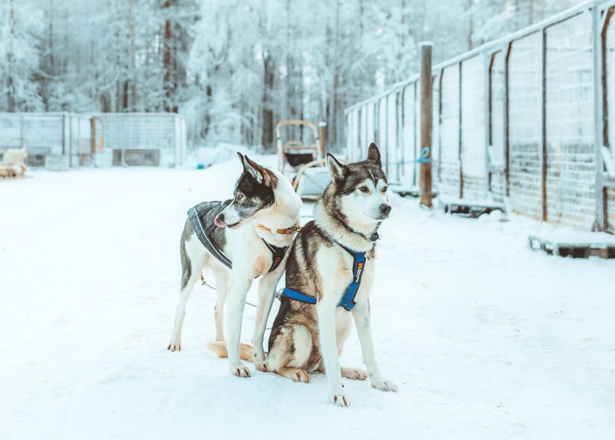 Rovaniemi: Early Winter Husky Sled Ride - The Main Drawback to Be Aware Of