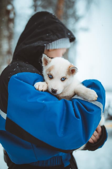 Rovaniemi: Early Winter Husky Sled Ride - Getting There Smoothly From Apukka Resort (And Two Pickup Options)
