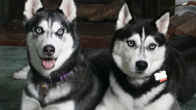 Rovaniemi: Family Friendly Husky Ride and Farm Visit - Key highlights to know before you go