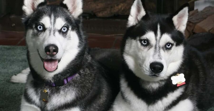 Rovaniemi: Family Friendly Husky Ride and Farm Visit - The Husky Sled Ride: 800m, About 5 Minutes, Real Snow Speed