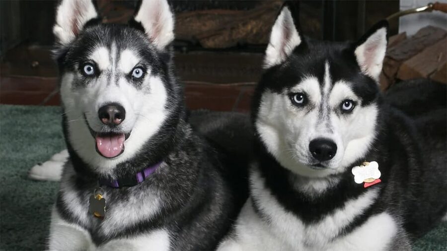 Rovaniemi: Family Friendly Husky Ride and Farm Visit - Who Should Book This Husky Ride