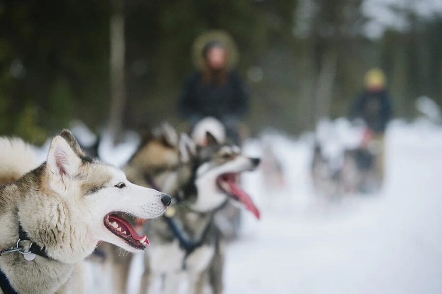 Rovaniemi: Family Friendly Husky Ride and Farm Visit - Booking Call: Should You Choose This Tour?