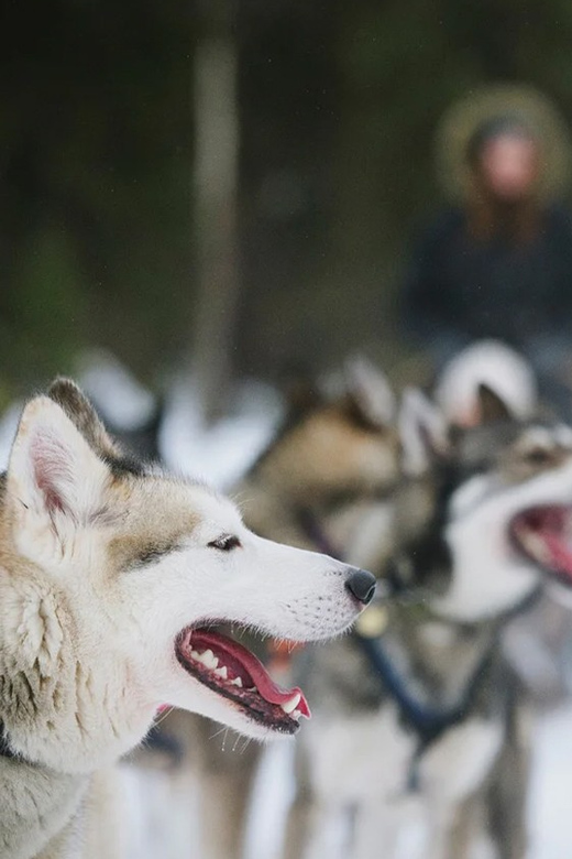 Rovaniemi: Family Friendly Husky Ride and Farm Visit - The 1.5-Hour Flow: How the Day Actually Gets Spent