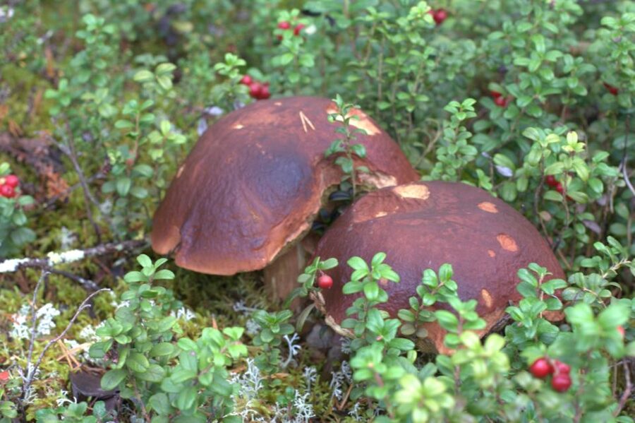 Rovaniemi forest foraging adventure: Pick, Prepare, Savor - Why Rovaniemi forest foraging feels practical, not touristy