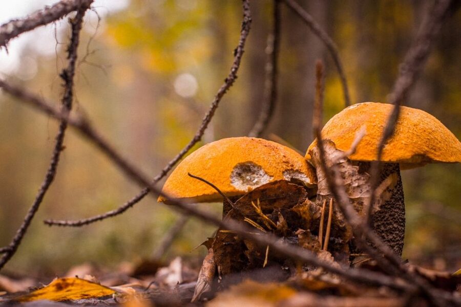 Rovaniemi forest foraging adventure: Pick, Prepare, Savor - Tahtamankuja: the calm start before the picking walk