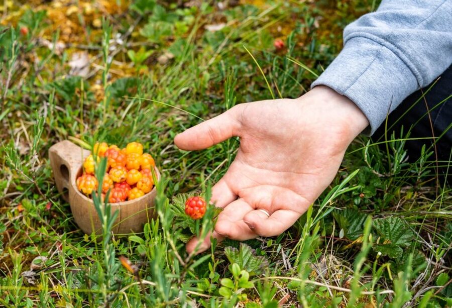 Rovaniemi forest foraging adventure: Pick, Prepare, Savor - What you’ll learn about berries and mushrooms (and why it matters)