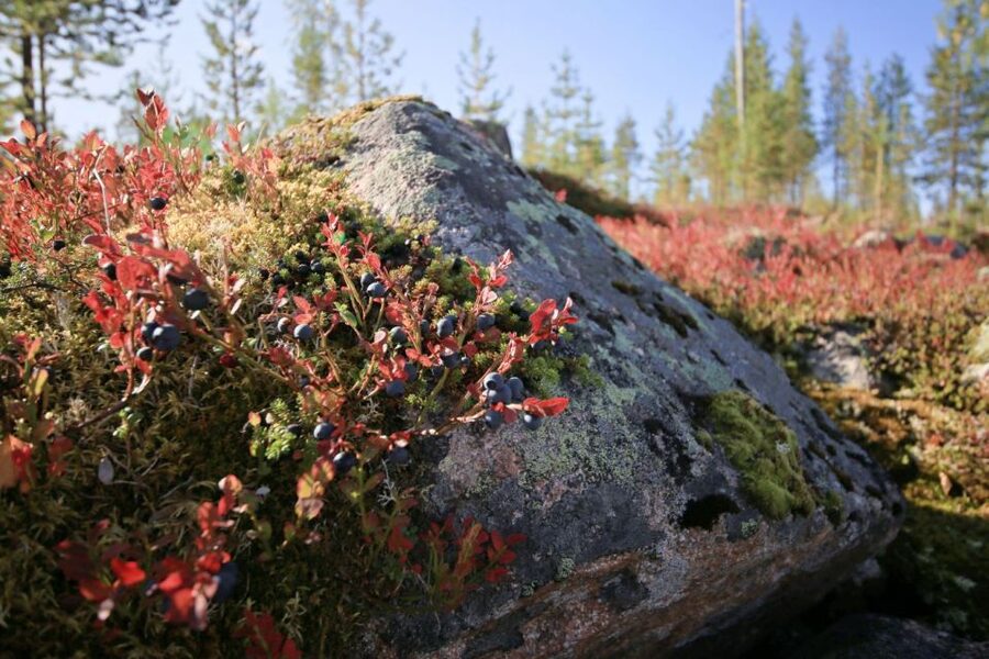 Rovaniemi forest foraging adventure: Pick, Prepare, Savor - Tasting berries in the forest: the small moment that changes everything