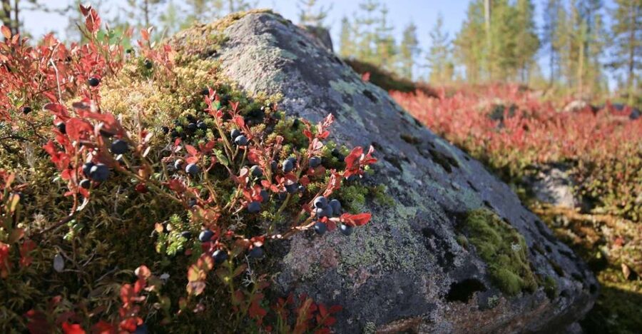 Rovaniemi forest foraging adventure: Pick, Prepare, Savor - Price and value: does $135 make sense for 3 hours?
