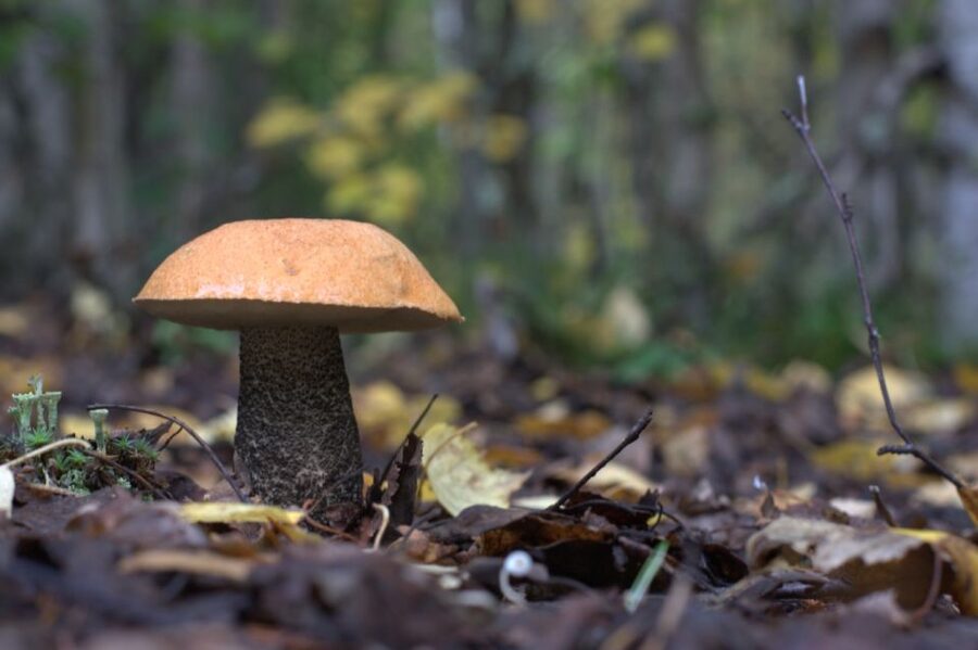 Rovaniemi forest foraging adventure: Pick, Prepare, Savor - What to bring for comfort (and better foraging photos)