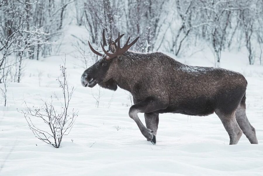 Rovaniemi: Full-Day Highlights Tour with Buffet Lunch - Price Check: Is 294 Per Person Worth It?