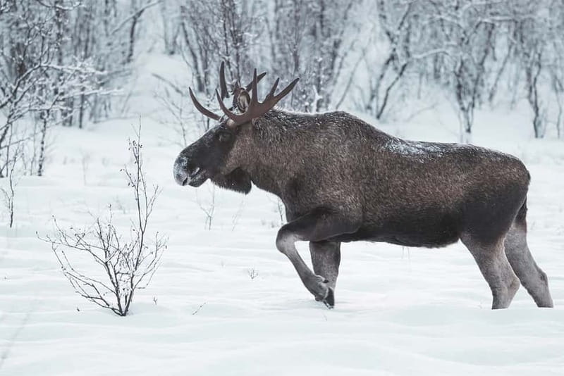 Rovaniemi: Full-Day Highlights Tour with Buffet Lunch - Santa Claus Village: Post Office, Shops, and the Arctic Circle Moment