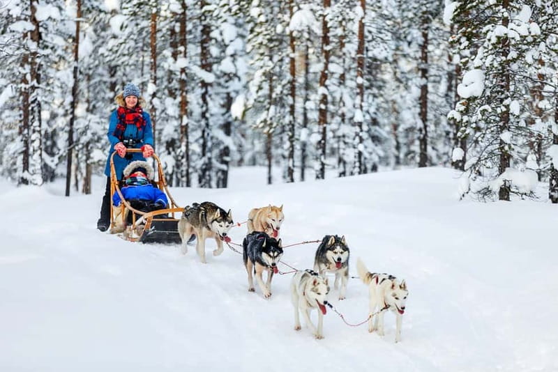 Rovaniemi: Full-Day Highlights Tour with Buffet Lunch - Arktikum Museum Stop: Animals, Sami Culture, and Northern Lights Context