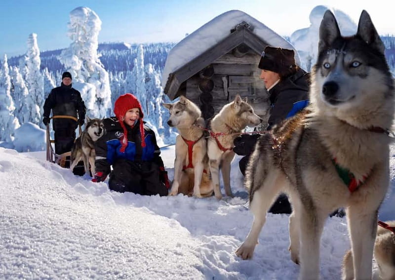 Rovaniemi: Full-Day Highlights Tour with Buffet Lunch - Weather, Tracks, and When Plans Can Shift