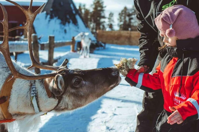 Rovaniemi: Full-Day Snow and Fun Activities - Reindeer encounter and stories: a calmer stop with real meaning