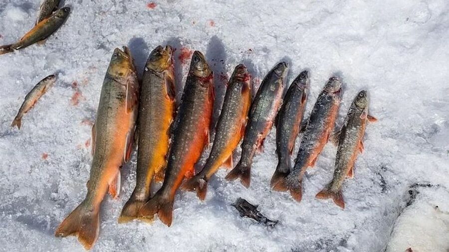 Rovaniemi: Half-Day Snowmobile & Ice Fishing Experience - Quick takes before you go
