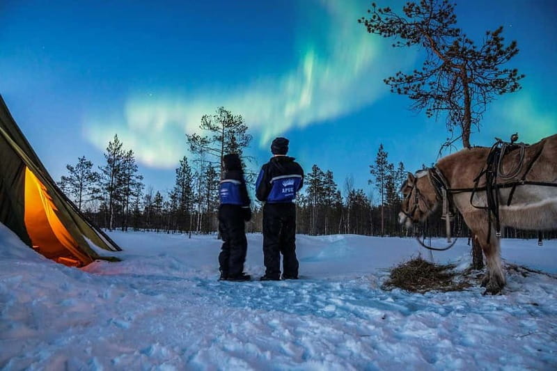 Rovaniemi: Horse Sleigh Ride under the Night Sky - Key things I’d highlight before you book