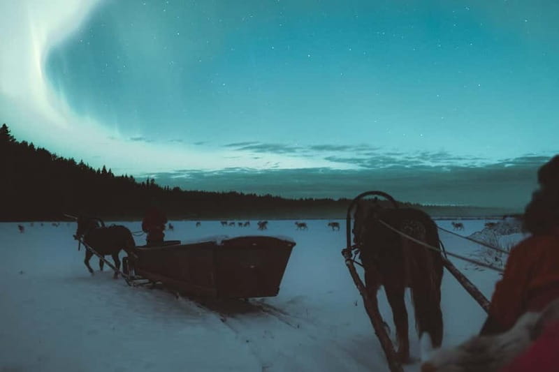 Rovaniemi: Horse Sleigh Ride under the Night Sky - Aurora hunting, Finnish horse stories, and why it feels human