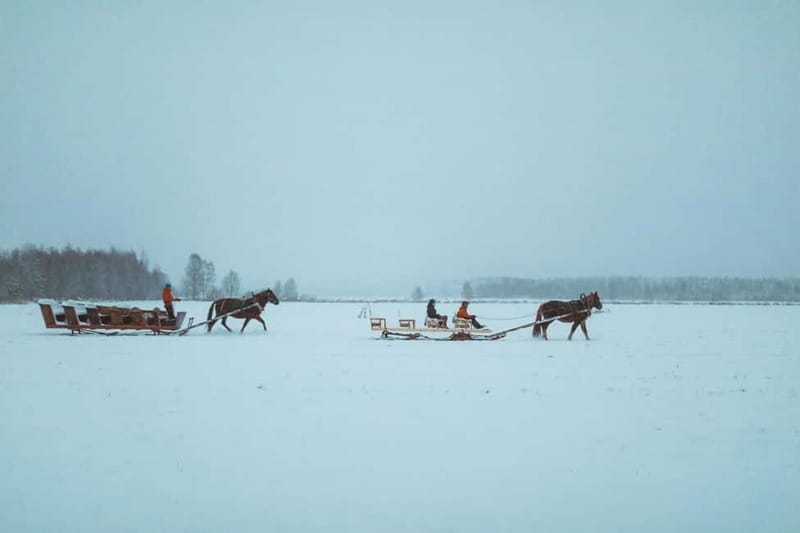 Rovaniemi: Horse Sleigh Ride under the Night Sky - Transfers, timing, and what the whole 3 hours feels like