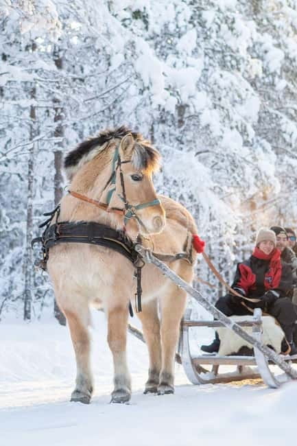 Rovaniemi: Horse Sleigh Ride under the Night Sky - Getting to Apukka Resort: pickups in Rovaniemi that actually make sense
