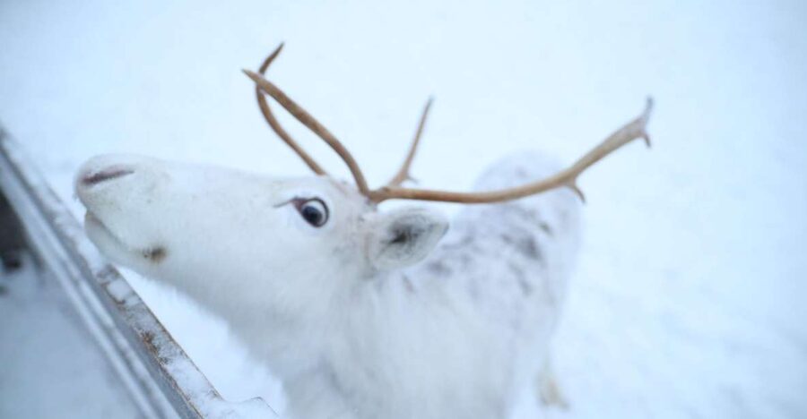 Rovaniemi: Husky and reindeer farm visit with sleigh rides - Key things I think you will care about