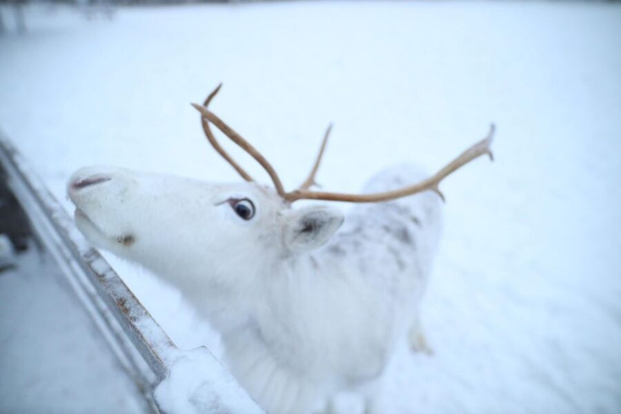Rovaniemi: Husky and reindeer farm visit with sleigh rides - Husky park time: the routine you can actually understand