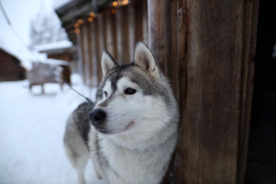 Rovaniemi: Husky and reindeer farm visit with sleigh rides - Reindeer farm: feeding time, calm handling, and a short ride