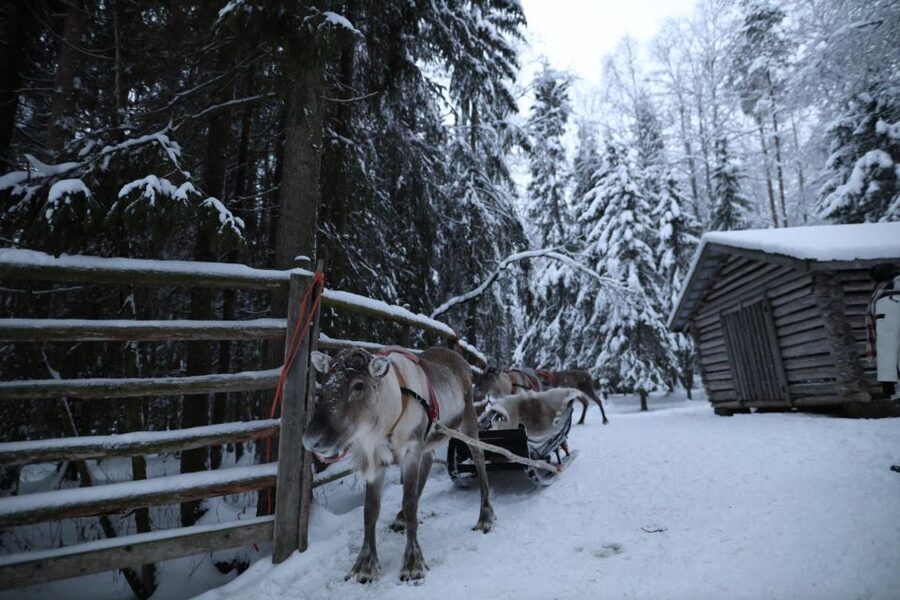 Rovaniemi: Husky and reindeer farm visit with sleigh rides - Price and value: does $212 feel fair?