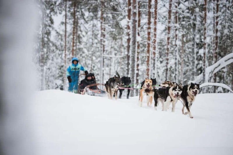 Rovaniemi: Husky Farm and Reindeer Experience - Key things to know before you go
