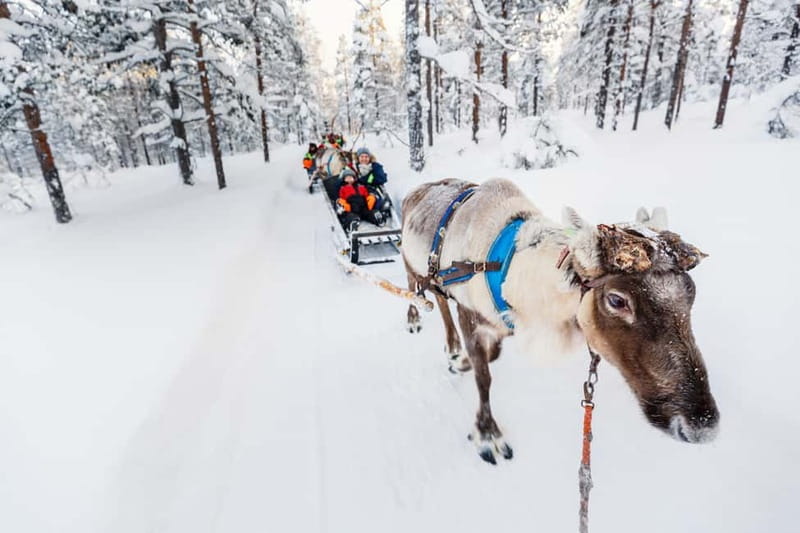 Rovaniemi: Husky Farm and Reindeer Experience - Reindeer Manor Check-In and the 20-Minute Ride Out of Town