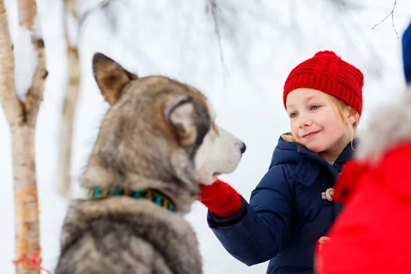 Rovaniemi: Husky Farm and Reindeer Experience - Alaskan Huskies: Shared 500-Meter Ride With Energetic Dogs
