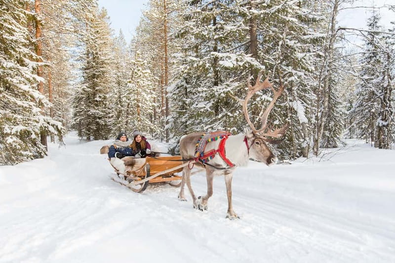 Rovaniemi: Husky Farm and Reindeer Experience - Price and Value for a 4-Hour Arctic Animal Day