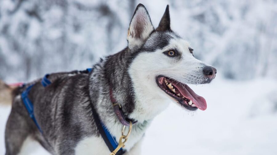 Rovaniemi: Husky Farm Visit with a Sledge Ride - Key things to know before you go