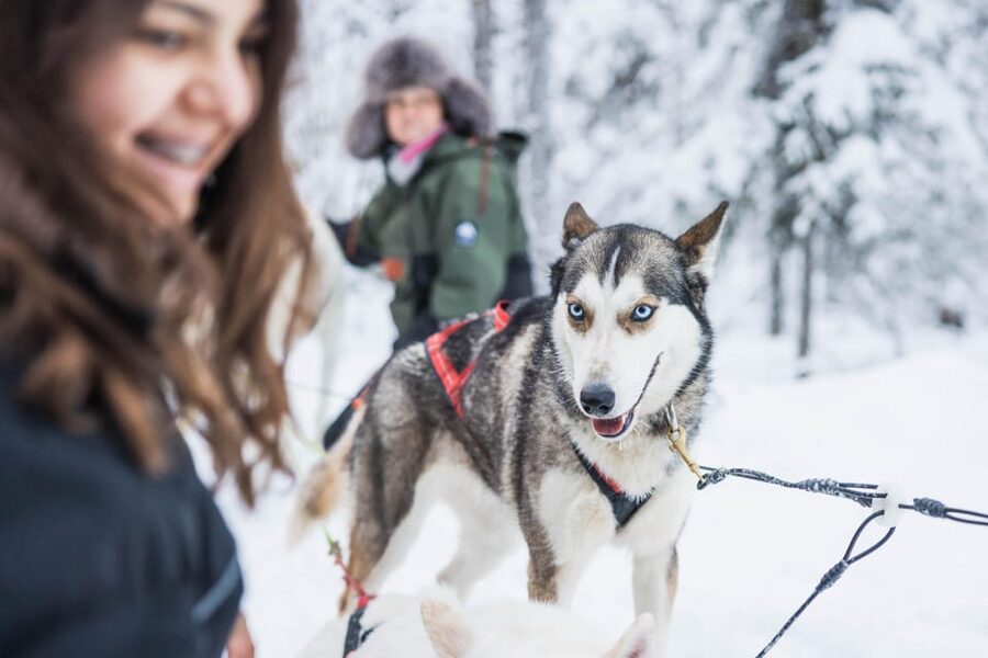 Rovaniemi: Husky Farm Visit with a Sledge Ride - The 1-km sleigh ride: short, scenic, and best understood up front