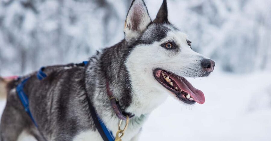 Rovaniemi: Husky Farm Visit with a Sledge Ride - Winter clothes and comfort: included gear is a big value point