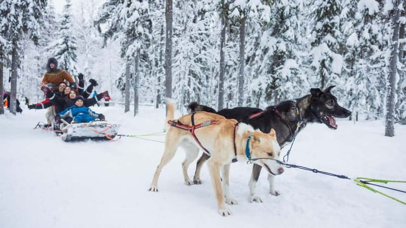 Rovaniemi: Husky & Reindeer Experience with Snowmobile Ride - Practical rules for driving, safety, and cold weather sanity