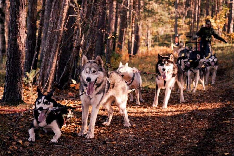 Rovaniemi: Husky Safari & Campfire BBQ – 6‑10 km Self‑Drive - Quick hits for your Rovaniemi husky safari day