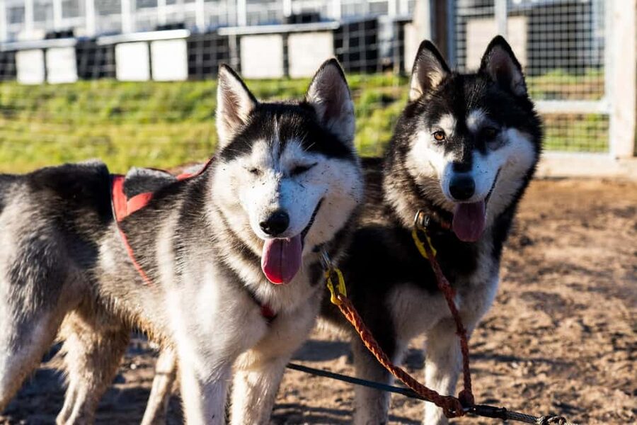 Rovaniemi: Husky Safari & Campfire BBQ – 6‑10 km Self‑Drive - Why this Rovaniemi husky safari feels different from the big shows
