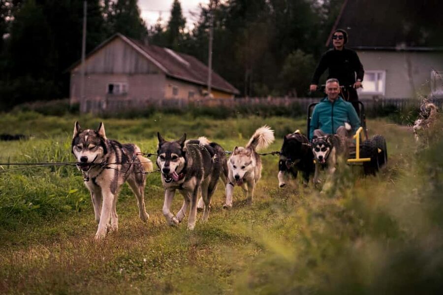 Rovaniemi: Husky Safari & Campfire BBQ – 6‑10 km Self‑Drive - The 6-10 km self-driving mushing trek: what you’re really signing up for