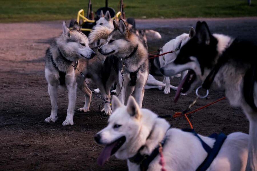 Rovaniemi: Husky Safari & Campfire BBQ – 6‑10 km Self‑Drive - Husky meet-and-greet: the part you remember after the run