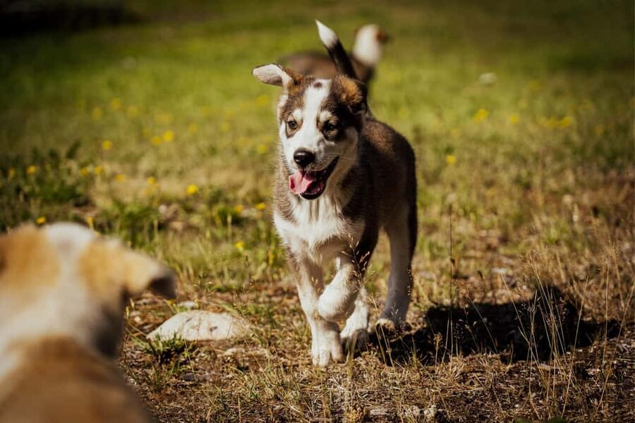Rovaniemi: Husky Safari & Campfire BBQ – 6‑10 km Self‑Drive - Campfire BBQ in a warm hut: comfort with a Lapland feel