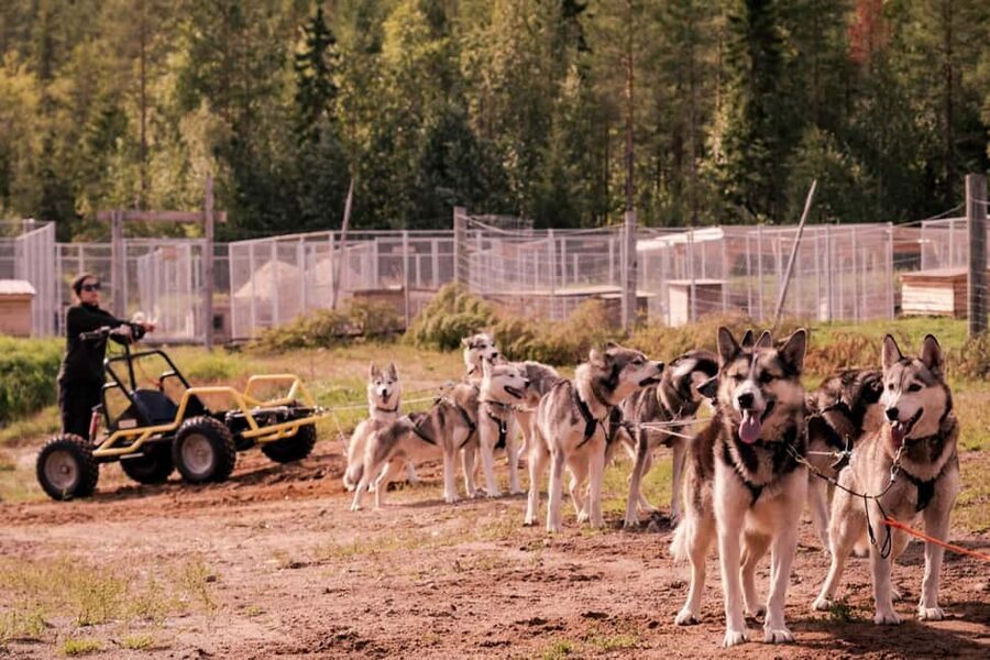 Rovaniemi: Husky Safari & Campfire BBQ – 6‑10 km Self‑Drive - What to wear and pack for cold-weather success