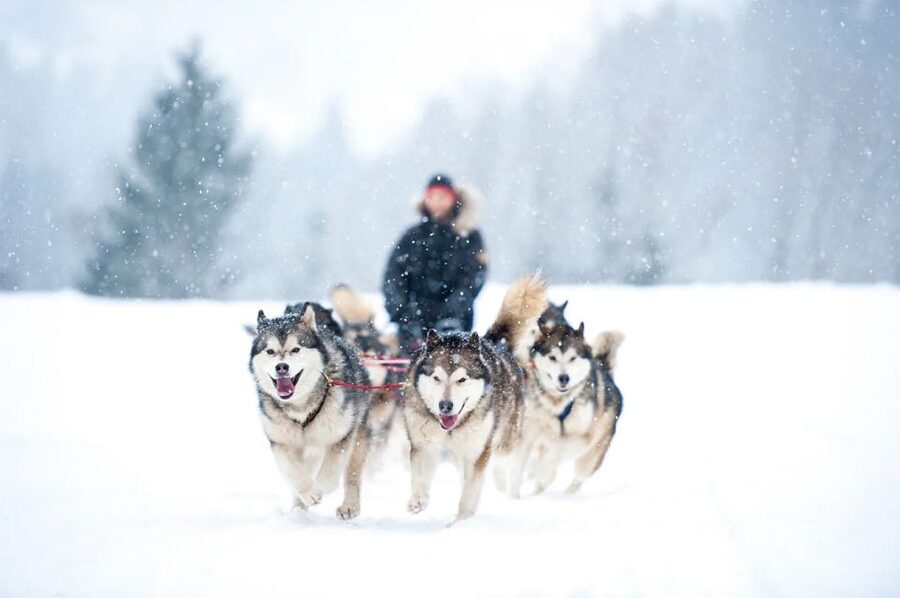 Rovaniemi: Husky Safari on a Snowy Trail - Key Highlights You’ll Feel Quickly