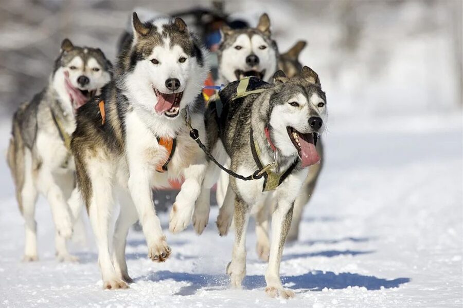 Rovaniemi: Husky Safari on a Snowy Trail - From Rovaniemi Pickup to Husky-Farm Arrival