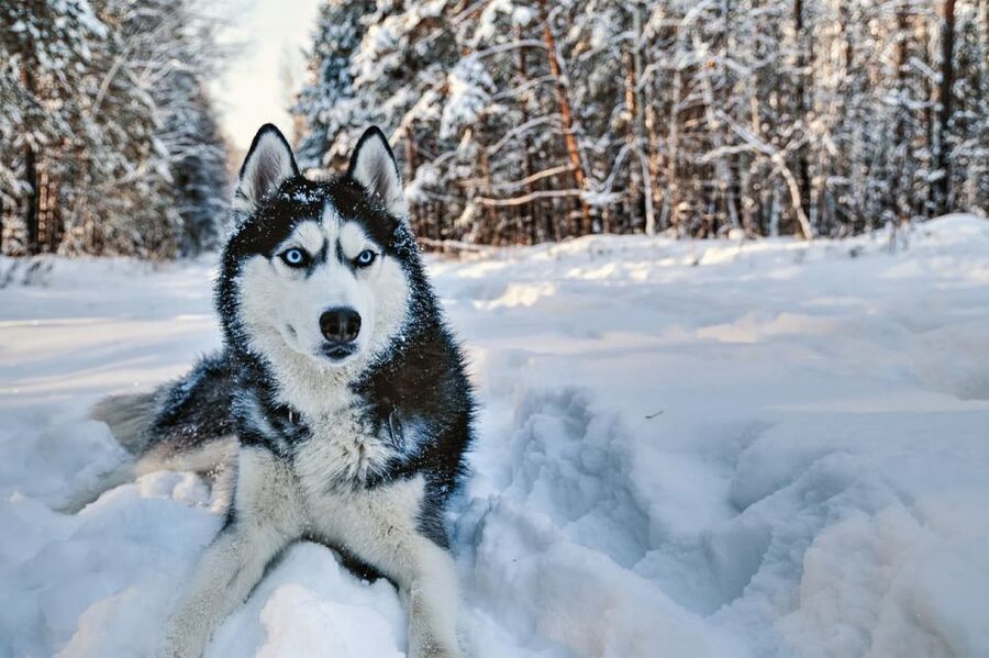 Rovaniemi: Husky Safari on a Snowy Trail - The 6 Mile or 10 km Dog-Sled Ride You Drive