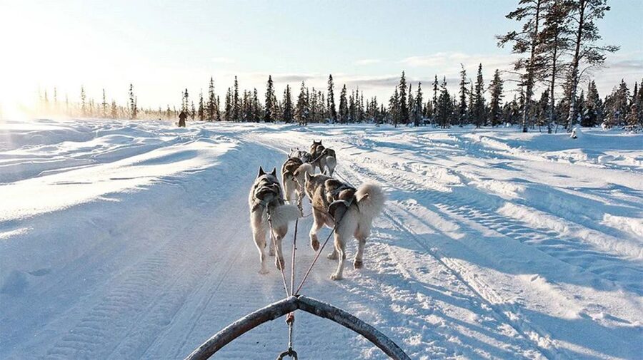 Rovaniemi: Husky Safari on a Snowy Trail - Who This Husky Safari Fits Best