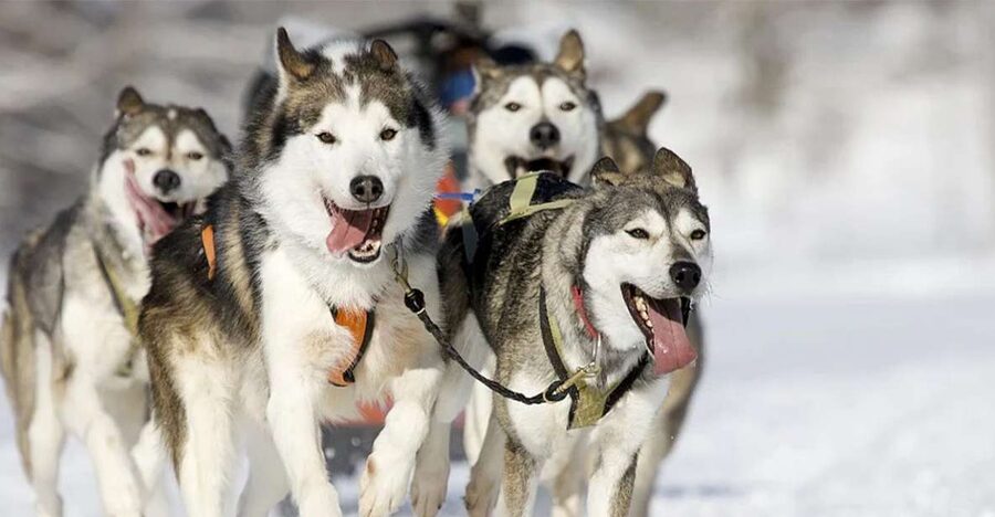 Rovaniemi: Husky Safari on a Snowy Trail - Inside the Husky Farm: Training, Racing, and Daily Life
